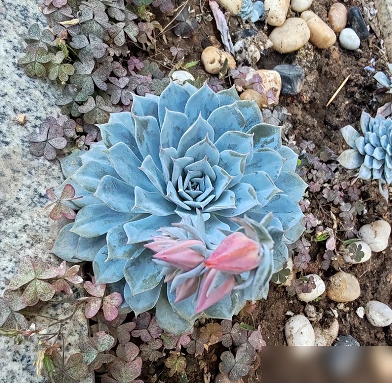 多肉移盆的种植方法