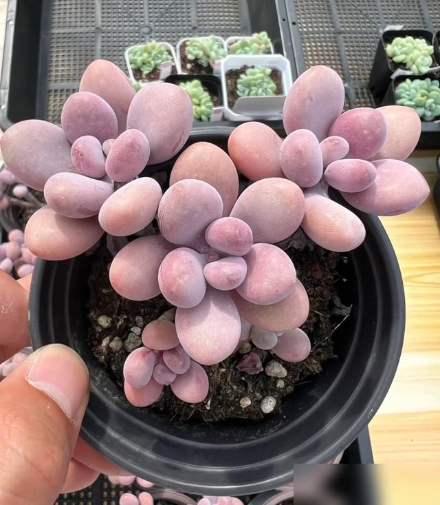 多肉移盆的种植方法