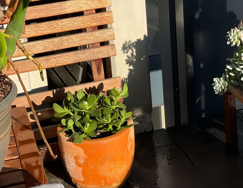 多肉移盆的种植方法