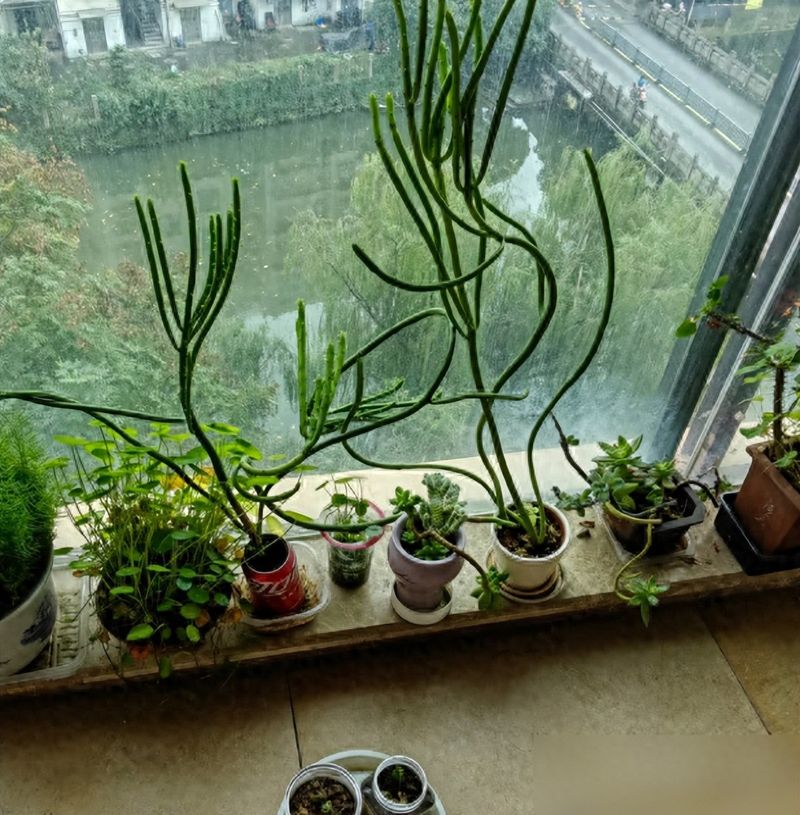 多肉移盆的种植方法
