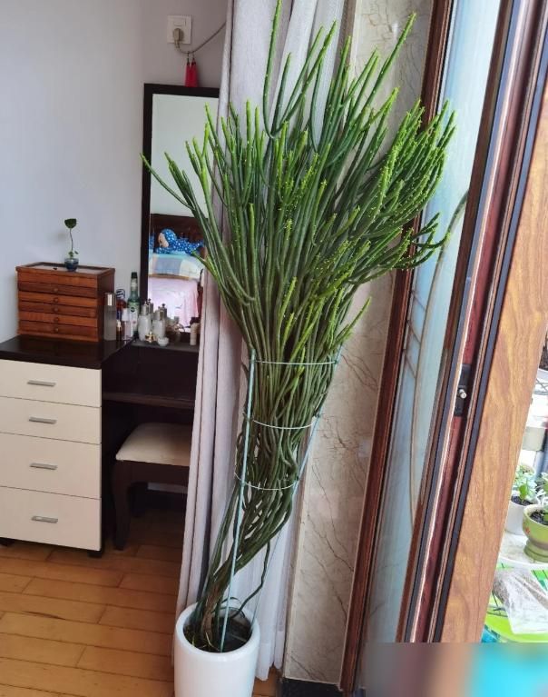 多肉移盆的种植方法