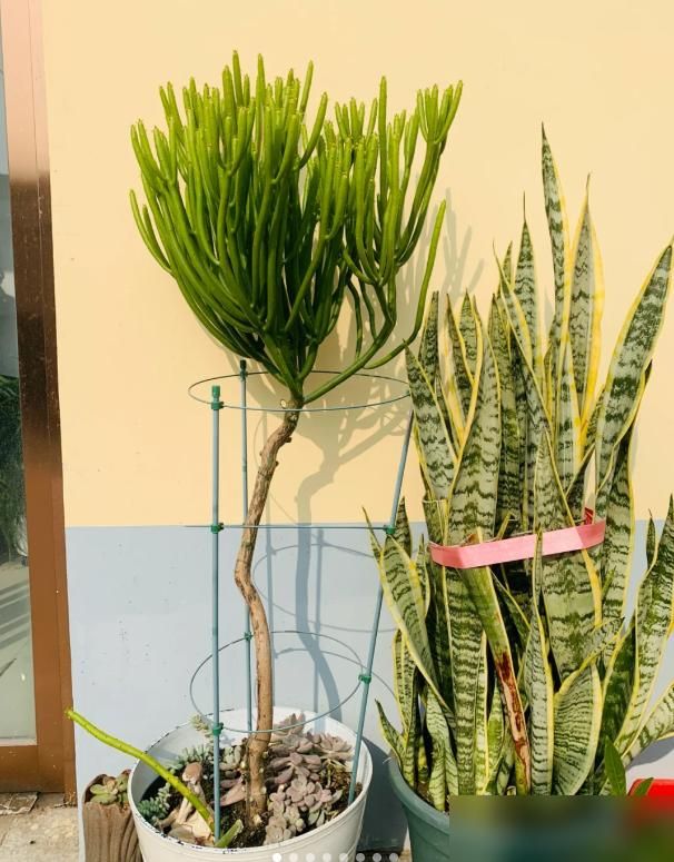 多肉移盆的种植方法