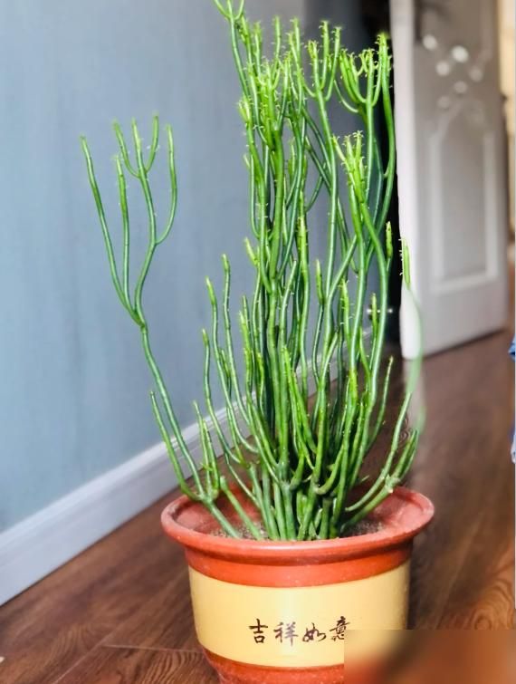 多肉移盆的种植方法