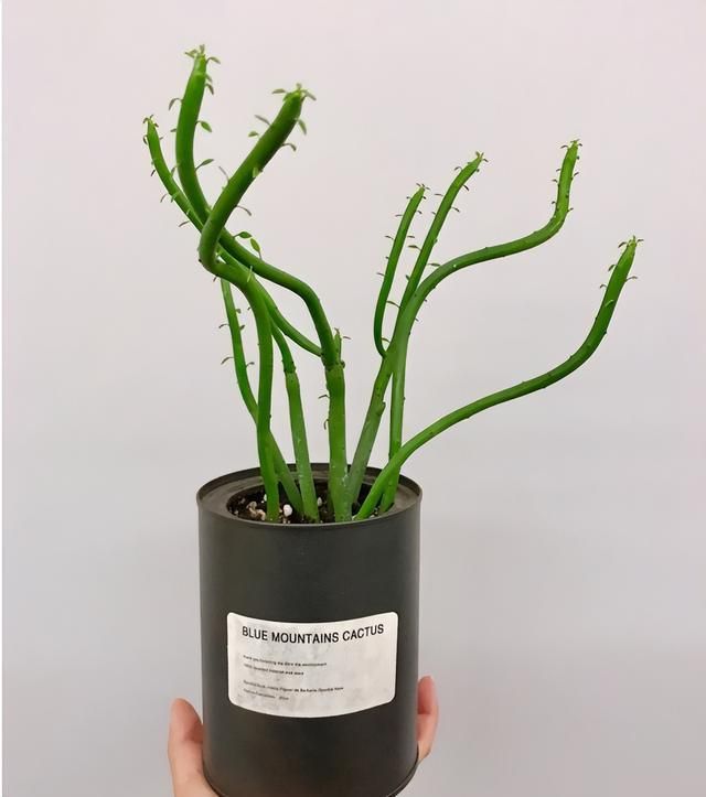 多肉移盆的种植方法