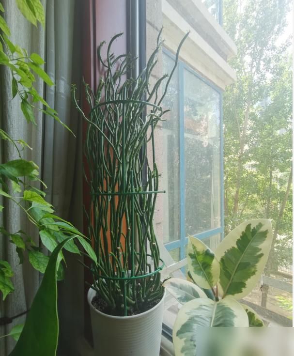 多肉移盆的种植方法