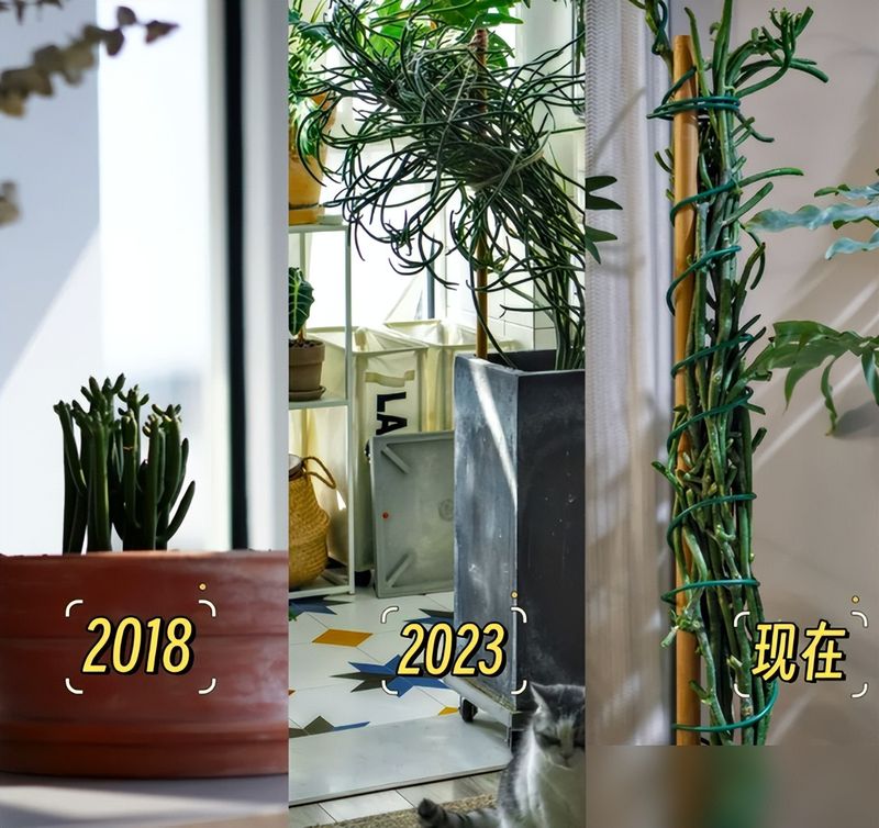 多肉移盆的种植方法