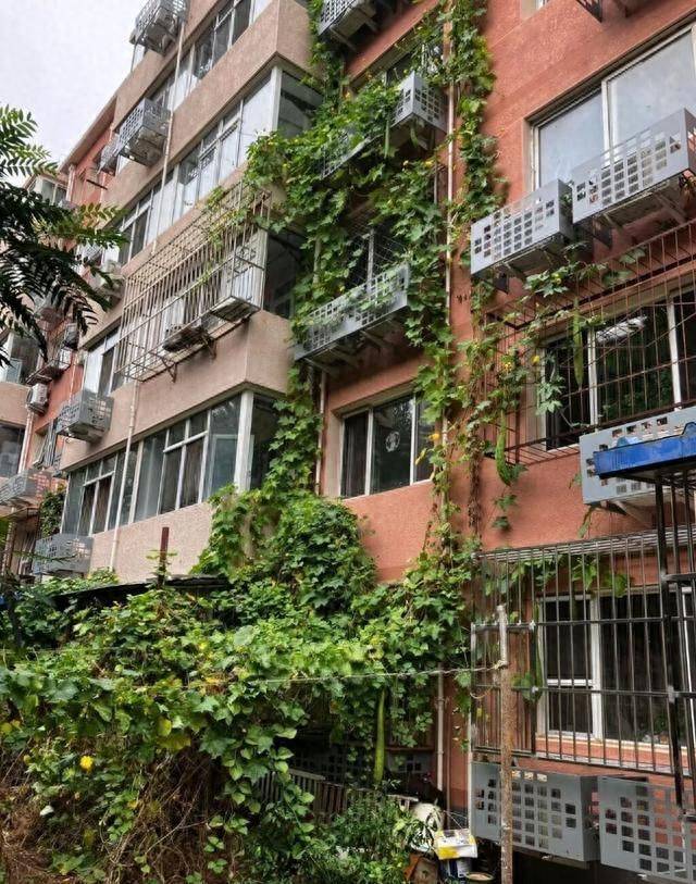 四川一男子种的丝瓜“成精”了，从1楼一直爬到5楼，全楼实现吃