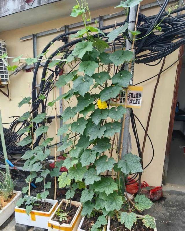 A video of the melon planting methods