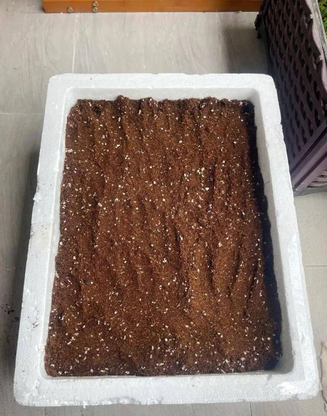 A video of the melon planting methods
