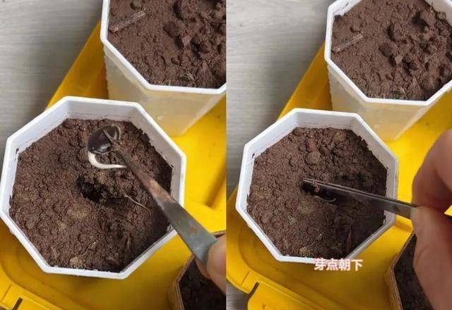 A video of the melon planting methods
