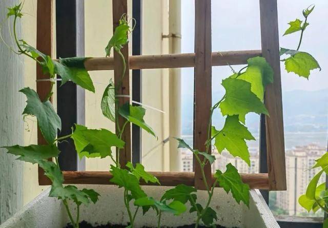 A video of the melon planting methods