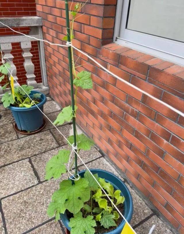 A video of the melon planting methods