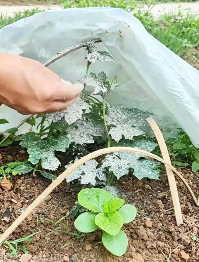 A video of the melon planting methods