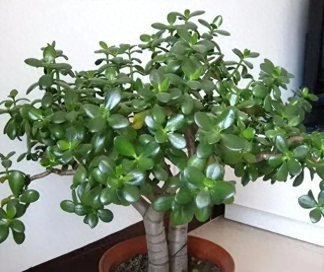 多肉移盆的种植方法