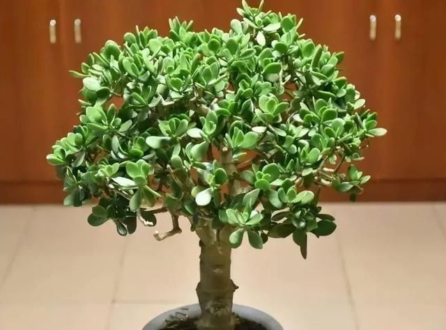 多肉移盆的种植方法
