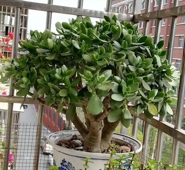 多肉移盆的种植方法