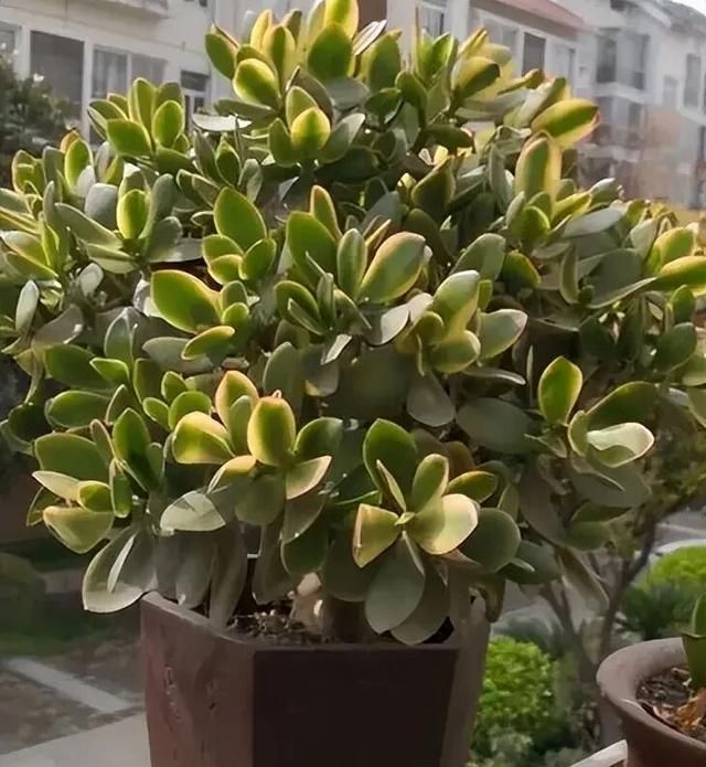 多肉移盆的种植方法