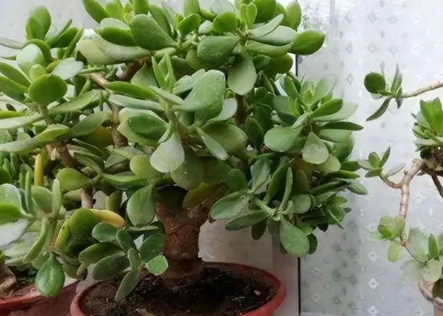 多肉移盆的种植方法