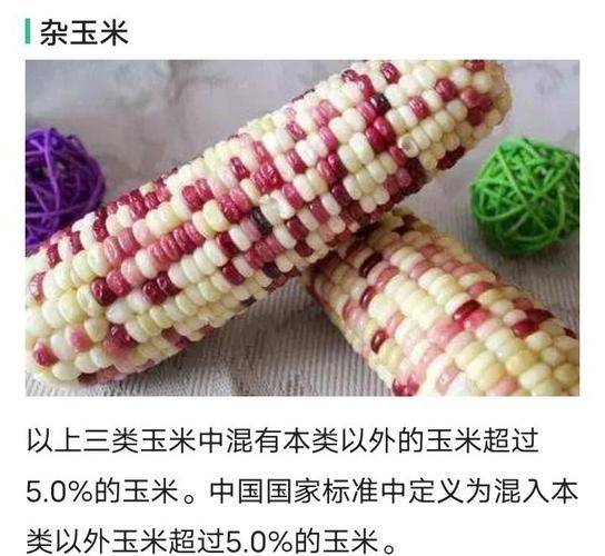 玉米排骨汤的步骤