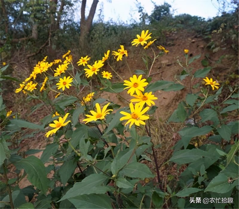 菊芋的种植技术