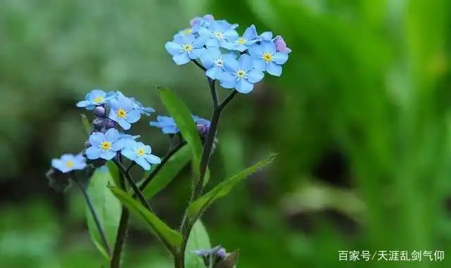 勿忘我种子的种植方法