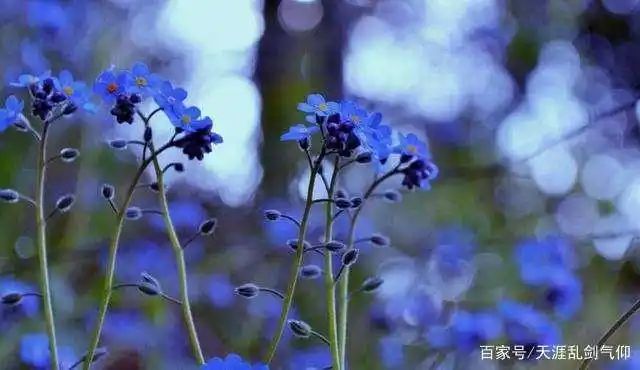 勿忘我种子的种植方法