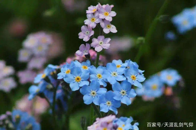 勿忘我种子的种植方法