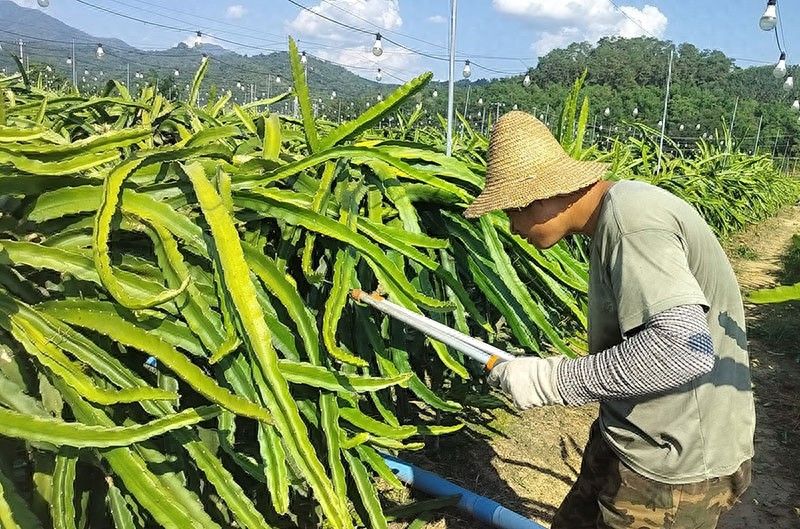 火龙果家庭种植方法