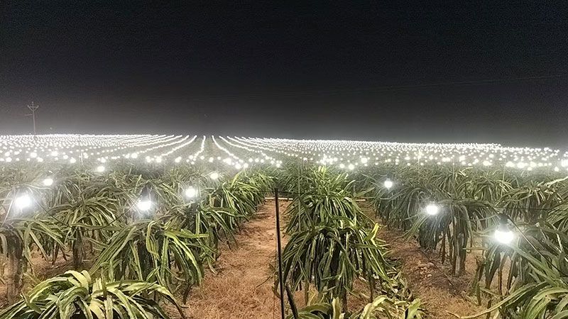 火龙果家庭种植方法