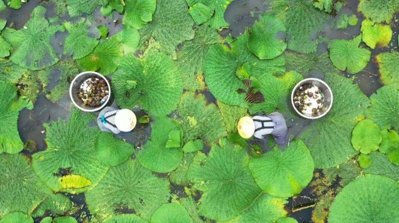 芡实批发多少钱一斤