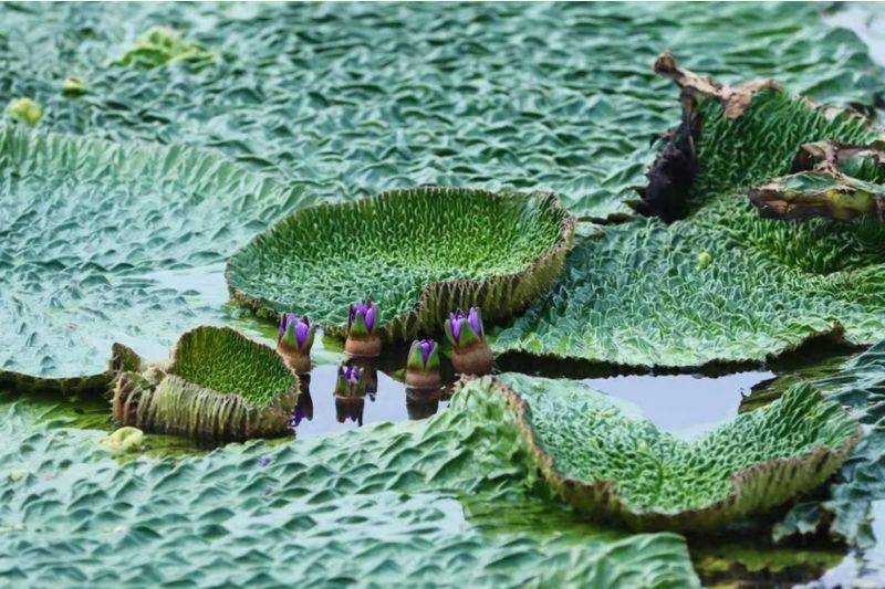 芡实批发多少钱一斤