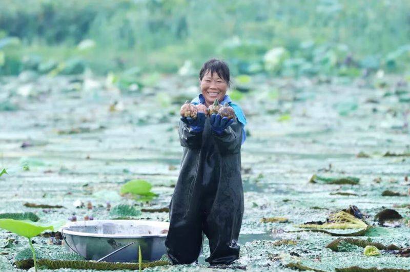 芡实批发多少钱一斤