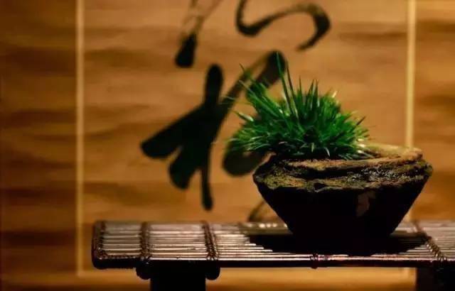 菖蒲盆景，总是让人一见钟情！