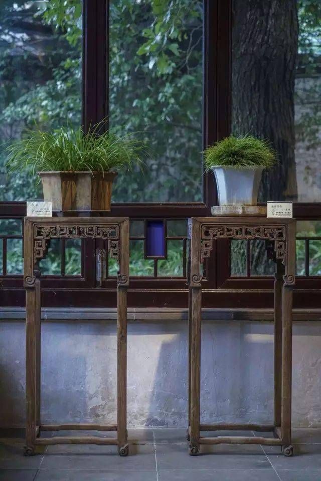 小石菖蒲盆景种植方法