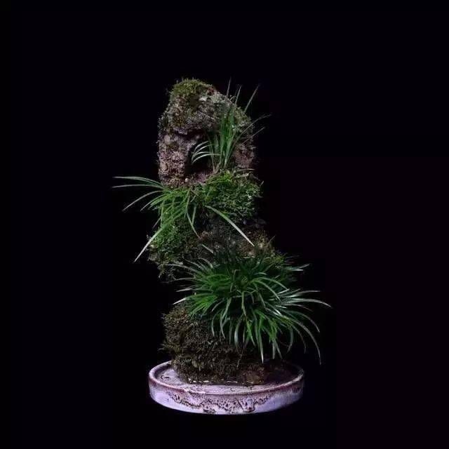 小石菖蒲盆景种植方法