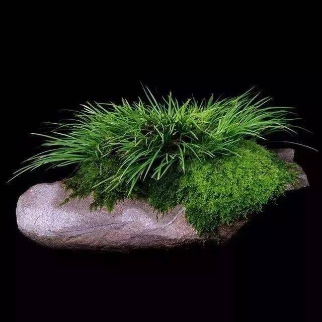 小石菖蒲盆景种植方法