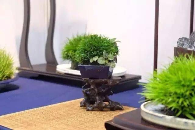 小石菖蒲盆景种植方法