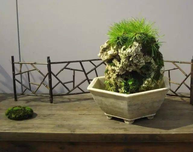 小石菖蒲盆景种植方法