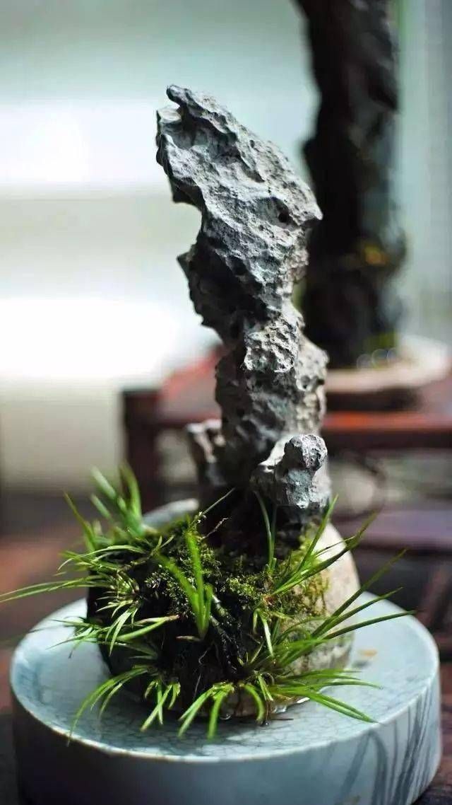 小石菖蒲盆景种植方法