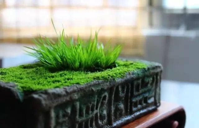 小石菖蒲盆景种植方法