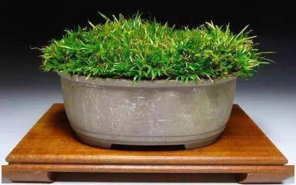 小石菖蒲盆景种植方法