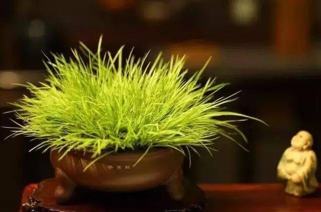 小石菖蒲盆景种植方法