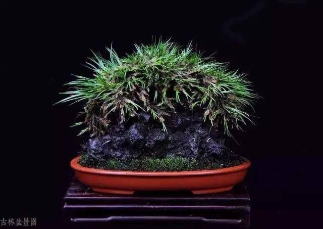 小石菖蒲盆景种植方法