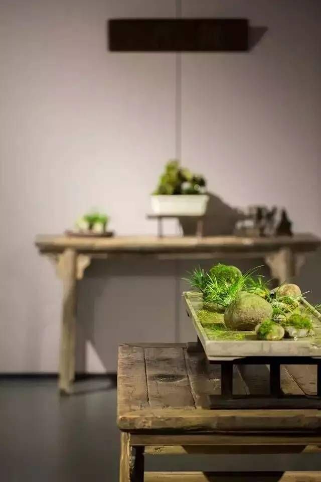 小石菖蒲盆景种植方法