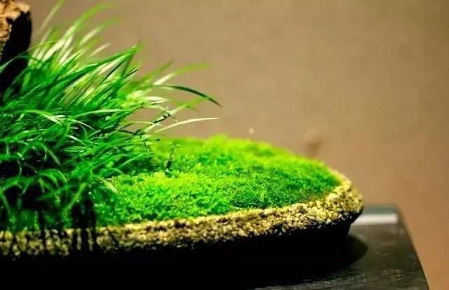 小石菖蒲盆景种植方法