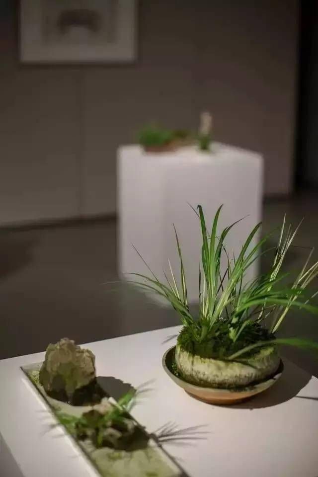 小石菖蒲盆景种植方法