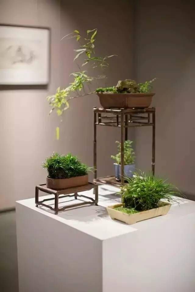 小石菖蒲盆景种植方法