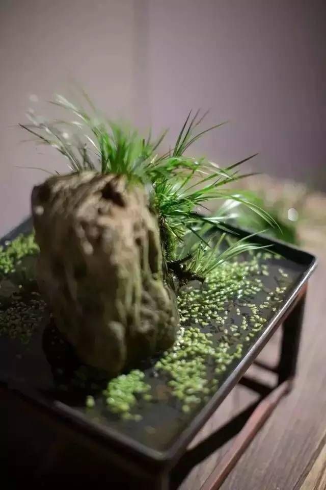 小石菖蒲盆景种植方法