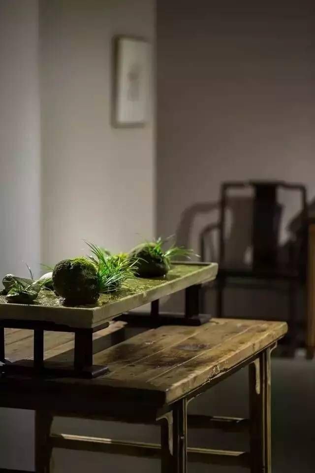 小石菖蒲盆景种植方法