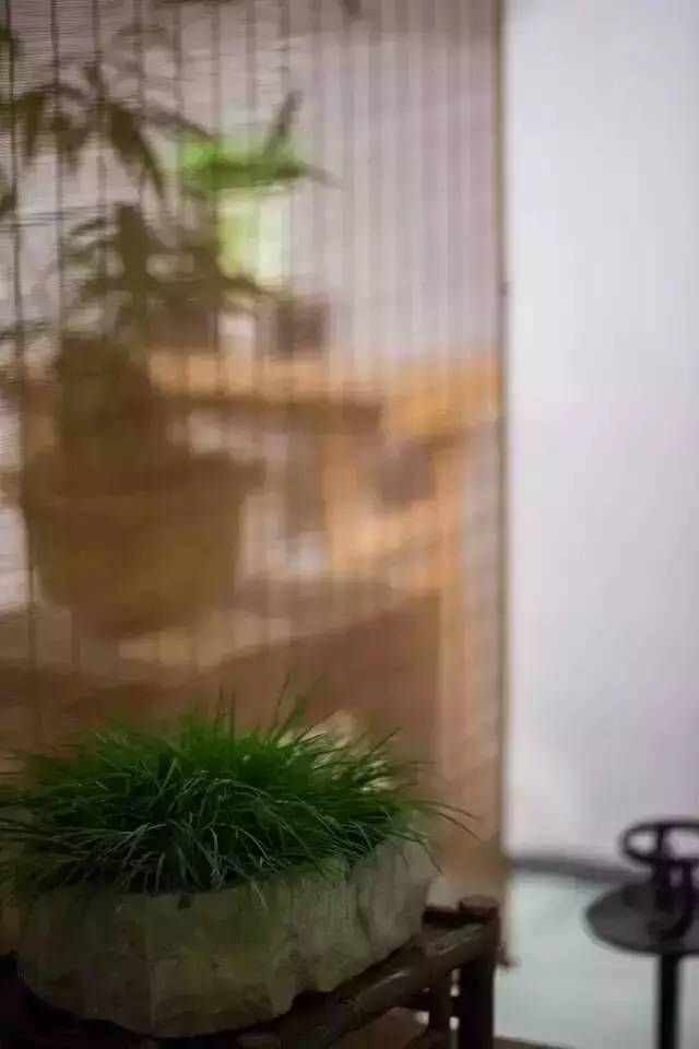 小石菖蒲盆景种植方法